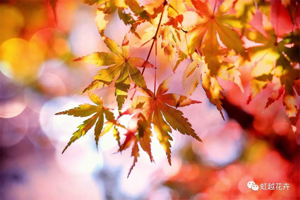 當(dāng)之無愧最美秋樹,如上帝打翻調(diào)色盤! 當(dāng)之無愧最美秋樹,如上帝打翻調(diào)色盤!
