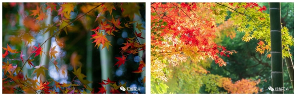 當(dāng)之無愧最美秋樹,如上帝打翻調(diào)色盤! 當(dāng)之無愧最美秋樹,如上帝打翻調(diào)色盤!