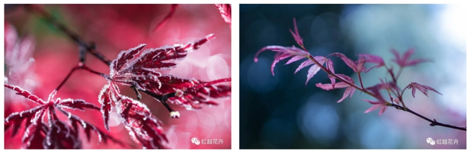 當(dāng)之無愧最美秋樹,如上帝打翻調(diào)色盤! 當(dāng)之無愧最美秋樹,如上帝打翻調(diào)色盤!