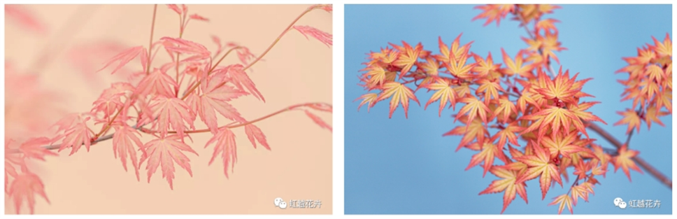 當(dāng)之無愧最美秋樹,如上帝打翻調(diào)色盤! 當(dāng)之無愧最美秋樹,如上帝打翻調(diào)色盤!
