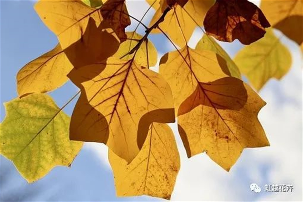 當(dāng)之無愧最美秋樹,如上帝打翻調(diào)色盤! 當(dāng)之無愧最美秋樹,如上帝打翻調(diào)色盤!