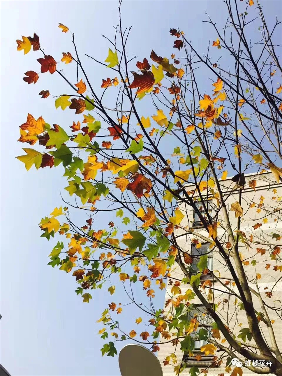 當(dāng)之無愧最美秋樹,如上帝打翻調(diào)色盤! 當(dāng)之無愧最美秋樹,如上帝打翻調(diào)色盤!